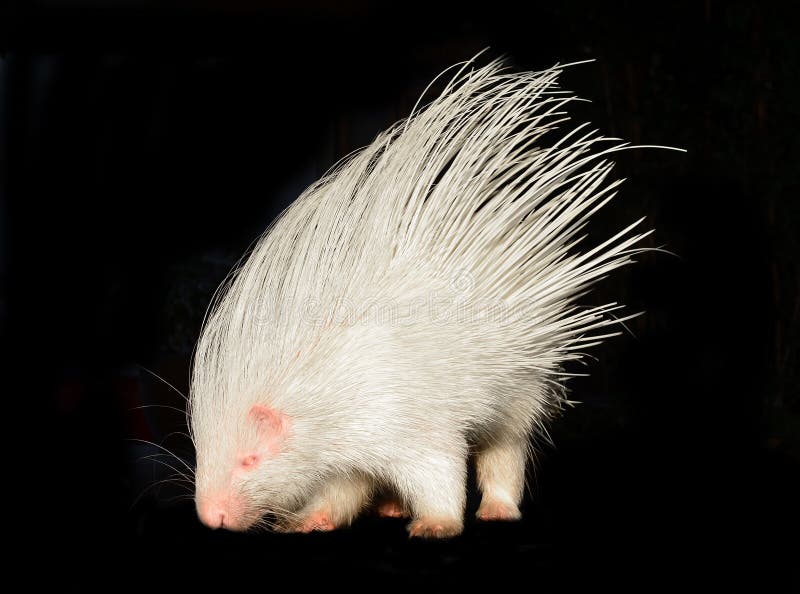 Isolerad albinoett piggsvin royaltyfri fotografi Isolerad albinoett piggsvin royaltyfri fotografi
