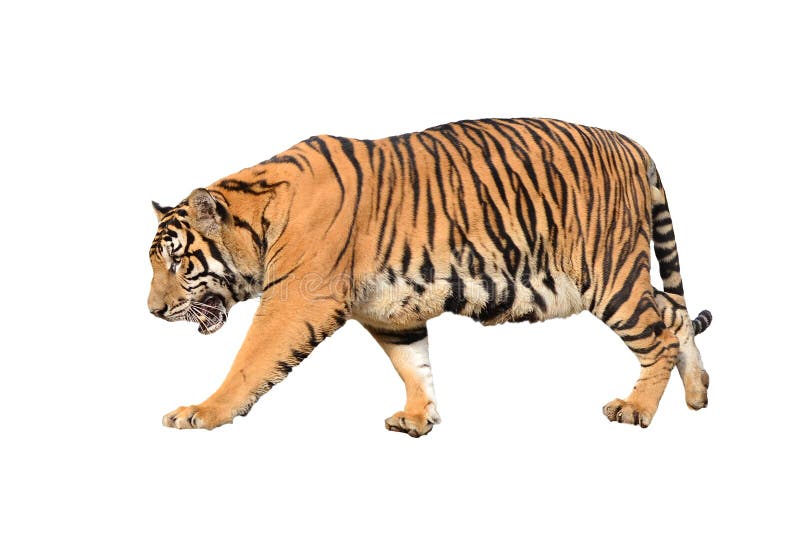 Isolerad Bengal tiger