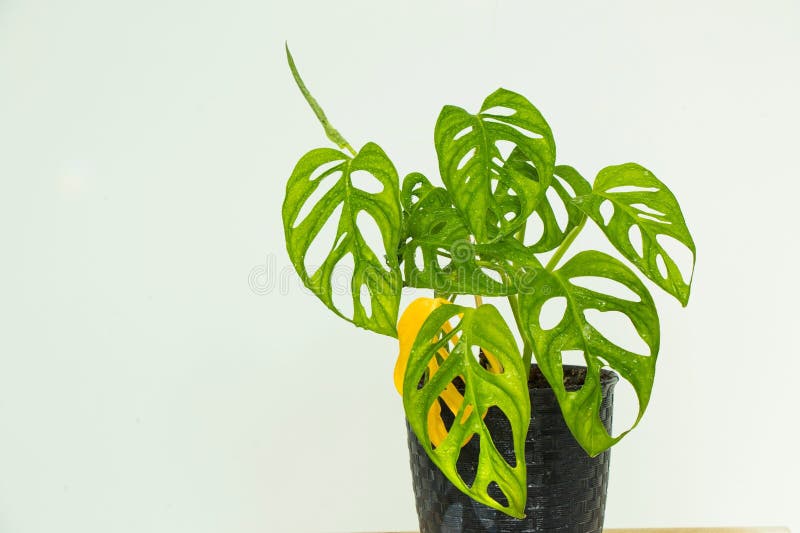 Isolerad bild av en lush green monstera-växt på en ljusvit bakgrund arkivfoto