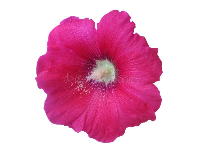 Isolerad closeup för rosa färgblomma malva arkivbilder Isolerad closeup för rosa färgblomma malva arkivbilder