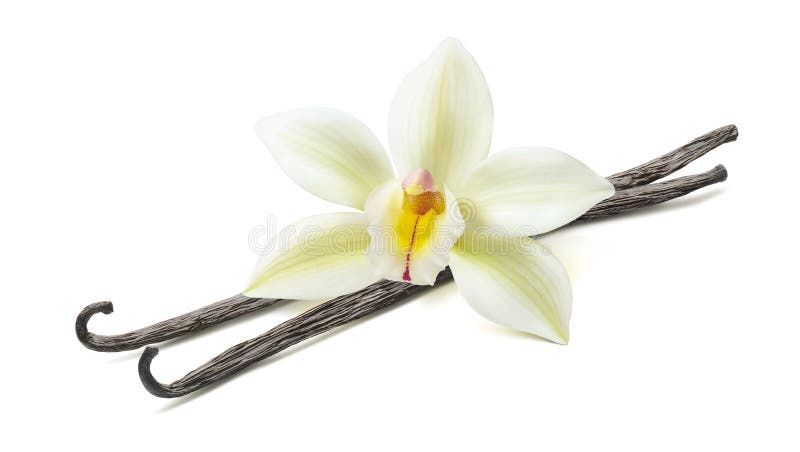 Vanilla flower pod diagonal 2 isolated on white background as package design element. Vanilla flower pod diagonal 2 isolated on white background as package design element