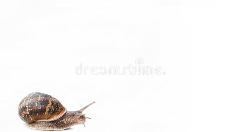 Gastropod isolated on white background. Gastropod isolated on white background