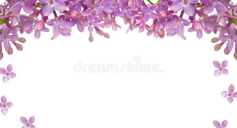 Lilac flowers isolated on white background. Lilac flowers isolated on white background