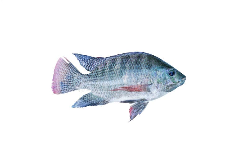 Isolerad Nilentilapia arkivfoto Isolerad Nilentilapia arkivfoto