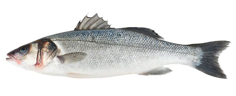 Isolerad ny fisk för havsbas royaltyfri foto