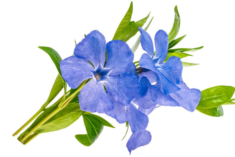 Isolerad periwinkle-blomma arkivbild