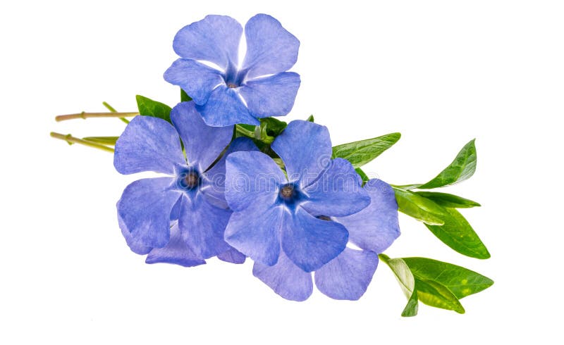 Isolerad periwinkle-blomma arkivfoto