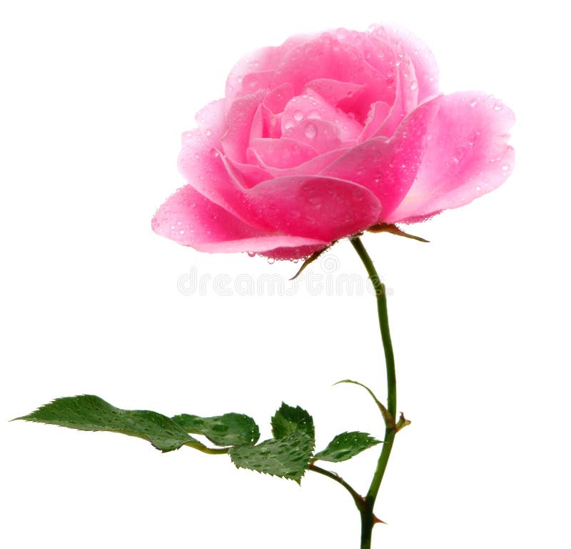 A beautiful fresh pink rose isolated on white. A beautiful fresh pink rose isolated on white