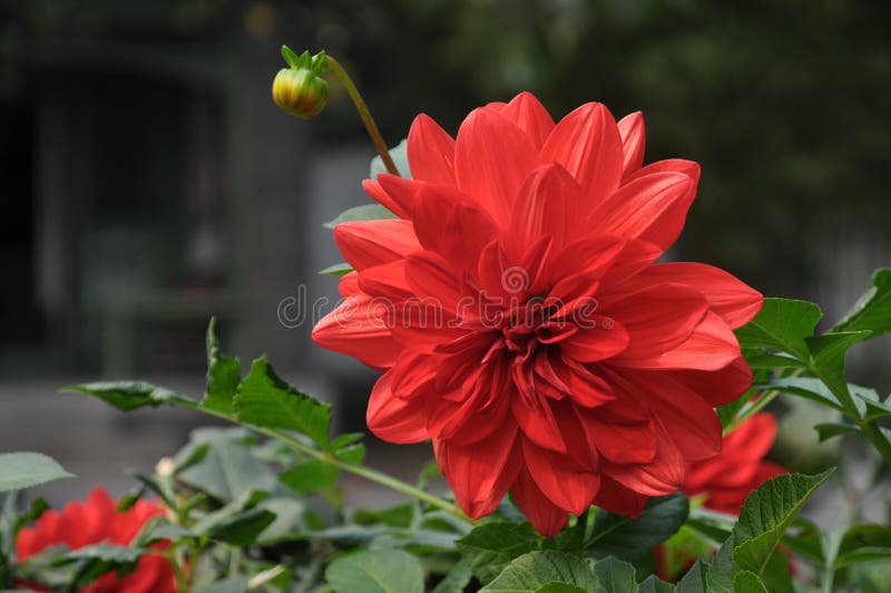 isolerad red för dahlia blomma royaltyfri fotografi isolerad red för dahlia blomma royaltyfri fotografi