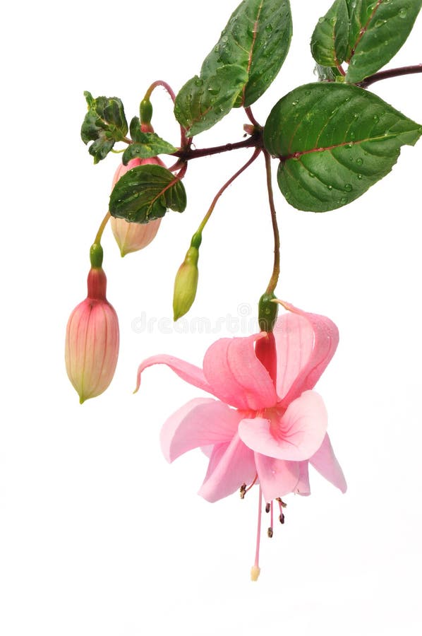 Isolerad rosa white för blomma fuchsia arkivbild