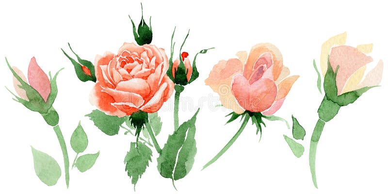 Isolerad vildblommarosblomma i en vattenfärgstil vektor illustrationer Isolerad vildblommarosblomma i en vattenfärgstil vektor illustrationer