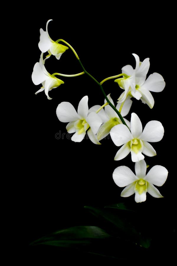 Isolerad vit orkidéblomma, svart bakgrund arkivfoton