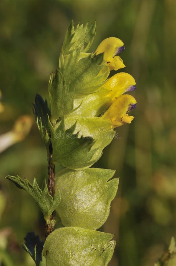 Yellow Rattle - Rhinanthus minor Parasite of grasses. Yellow Rattle - Rhinanthus minor Parasite of grasses