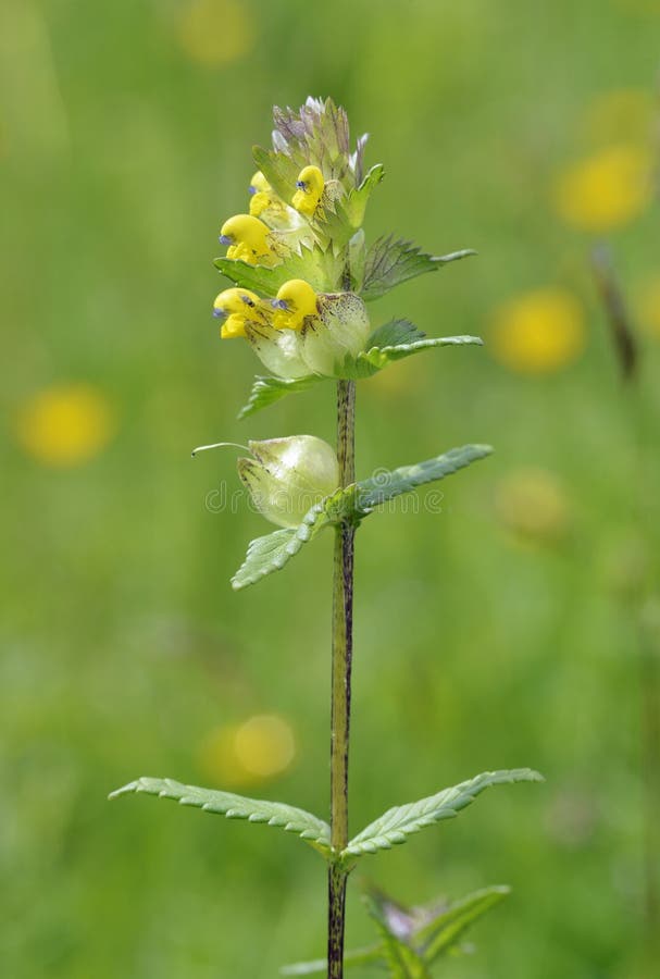 Yellow Rattle - Rhinanthus minor Parasite of grasses. Yellow Rattle - Rhinanthus minor Parasite of grasses