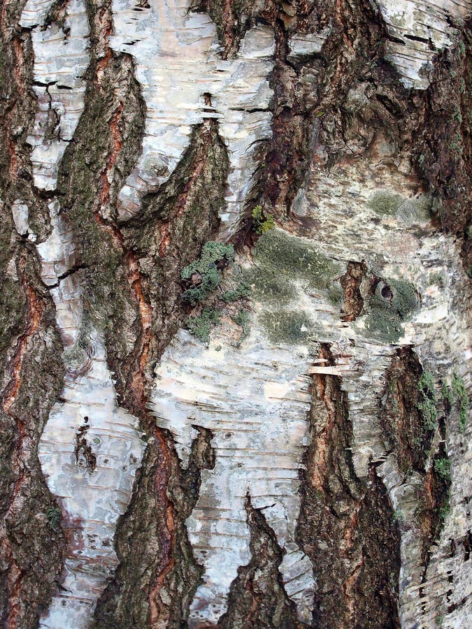 Old birch tree bark surface texture close up. Old birch tree bark surface texture close up