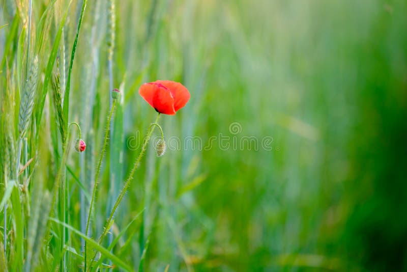 isolerade den stora dekorativa blommaträdgården för bakgrund vallmowhite fotografering för bildbyråer isolerade den stora dekorativa blommaträdgården för bakgrund vallmowhite fotografering för bildbyråer