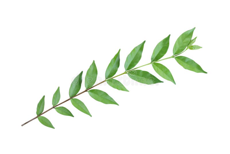 Isolerade gröna blad och förgrening på vit bakgrund. långa blad isolera på vitt. royaltyfri bild