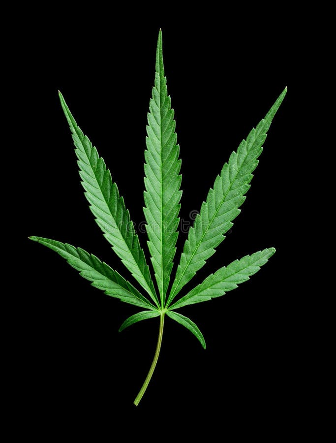 isolerade leafen för bakgrundscannabisen gör valet white din royaltyfria bilder isolerade leafen för bakgrundscannabisen gör valet white din royaltyfria bilder