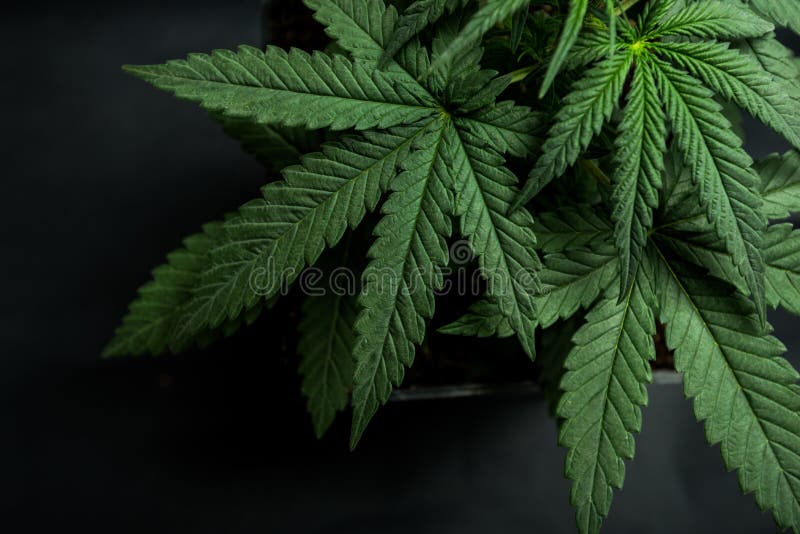 isolerade leafen för bakgrundscannabisen gör valet white din isolerade leafen för bakgrundscannabisen gör valet white din