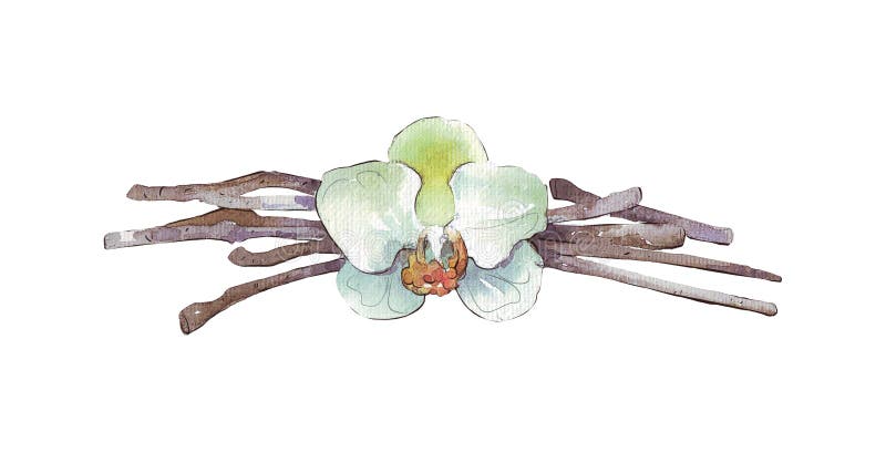 Isolerade vaniljfröskidor och blomma royaltyfri illustrationer Isolerade vaniljfröskidor och blomma royaltyfri illustrationer