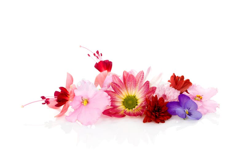 isolerade ätliga blommor arkivfoto isolerade ätliga blommor arkivfoto