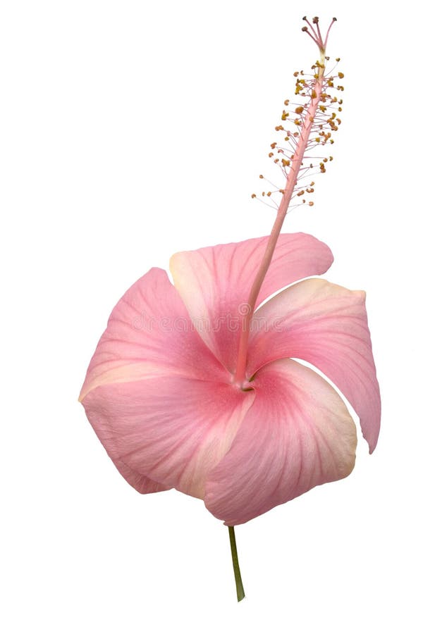isolerat rosa sfäriskt för blomma hibicus royaltyfria bilder isolerat rosa sfäriskt för blomma hibicus royaltyfria bilder