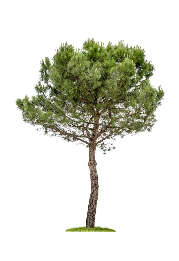 Isolerat sörja trädet arkivfoto Isolerat sörja trädet arkivfoto