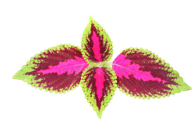 Isolierte farbige Coleus scutellarioides Blätter in weißem Hintergrund stockfoto