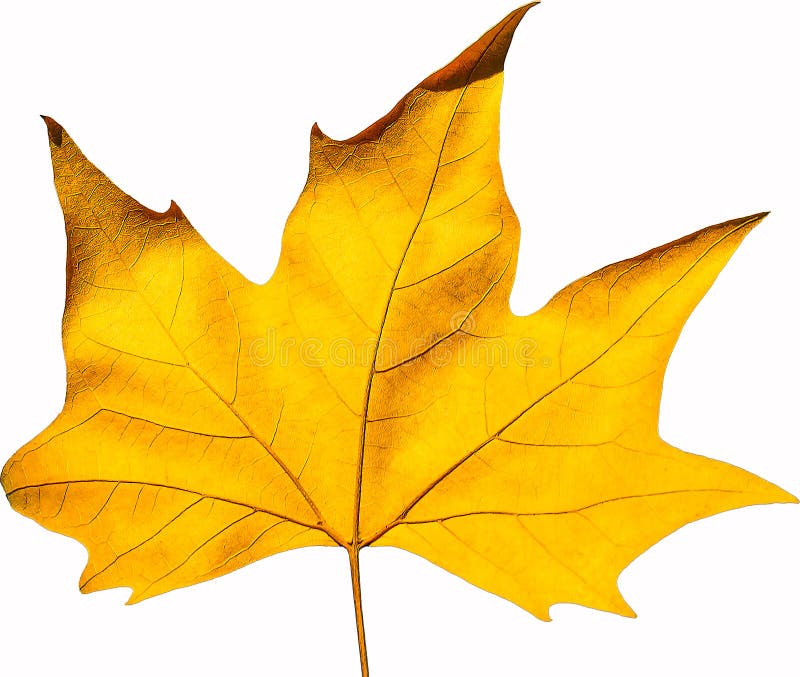 Isoliertes Sycamorblatt auf weißem Hintergrund. Gefallenes Herbstgelb