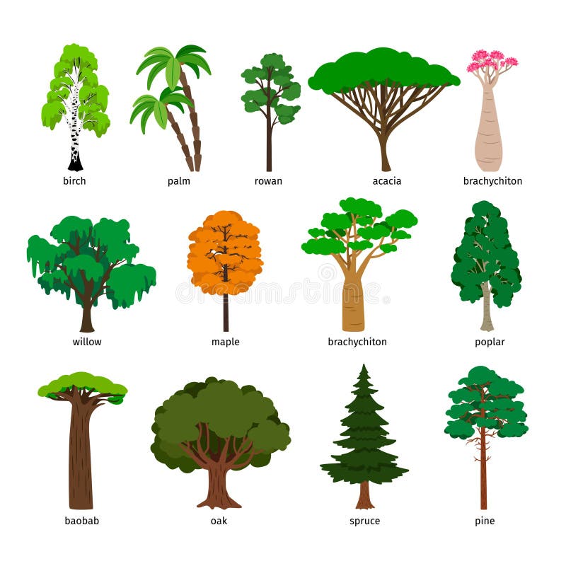 Isolierung über weißem Hintergrund Baum des Waldes stellte mit Titeln, Birke und Eiche, Kiefer und Baobab, Akazie und gezierter V stock abbildung Isolierung über weißem Hintergrund Baum des Waldes stellte mit Titeln, Birke und Eiche, Kiefer und Baobab, Akazie und gezierter V stock abbildung
