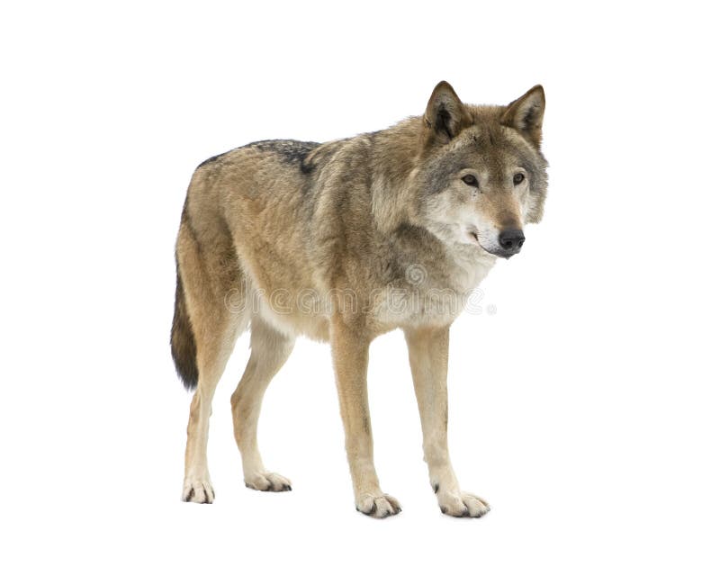 A isolé le son prient des jeunes de loup de regarder photos libres de droits