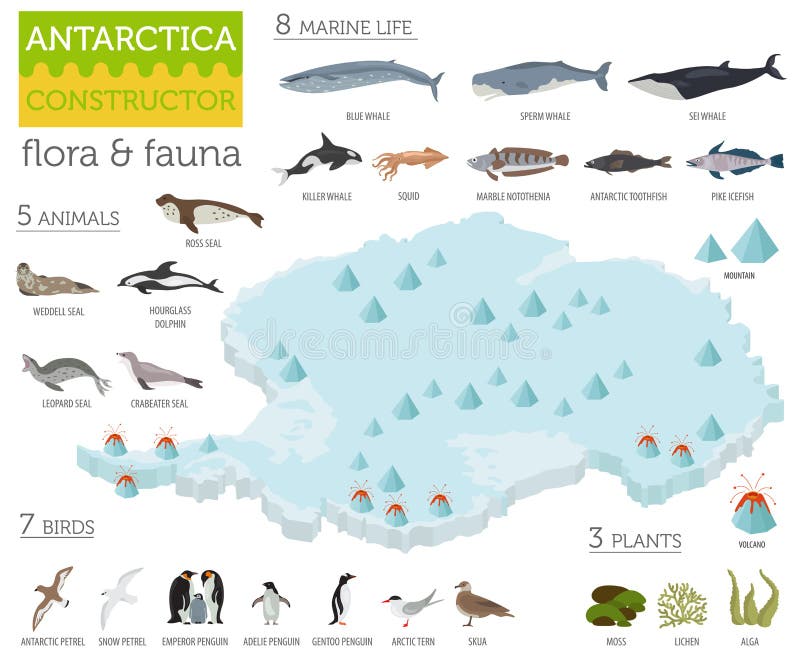 Isometric 3d Antarctica flory i fauny kartografują elementy Zwierzęta, b
