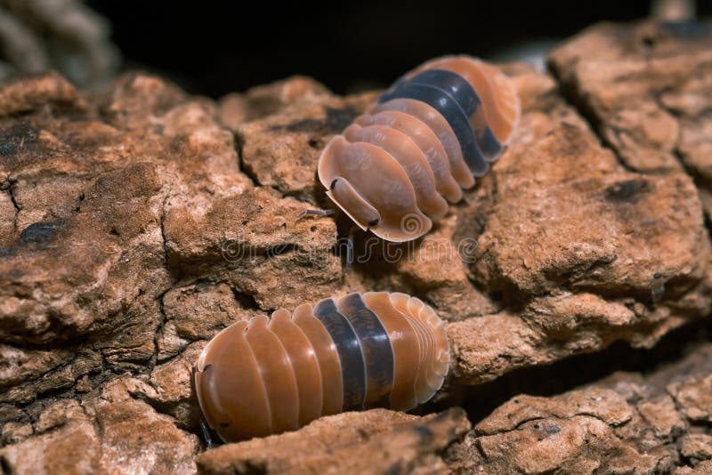 Isopod - Cubaris amber ducky, On the bark in the deep forest, macro shot isopods.