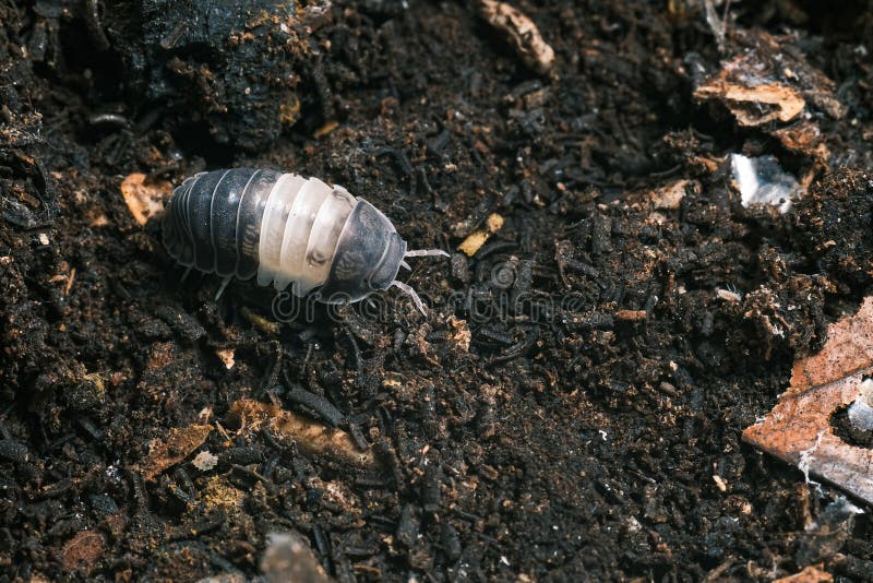 Isopod - Dairy Cow, On the bark in the deep forest, macro shot isopods, Cubaris Rubber ducky, panda, Cubaris amber ducky.