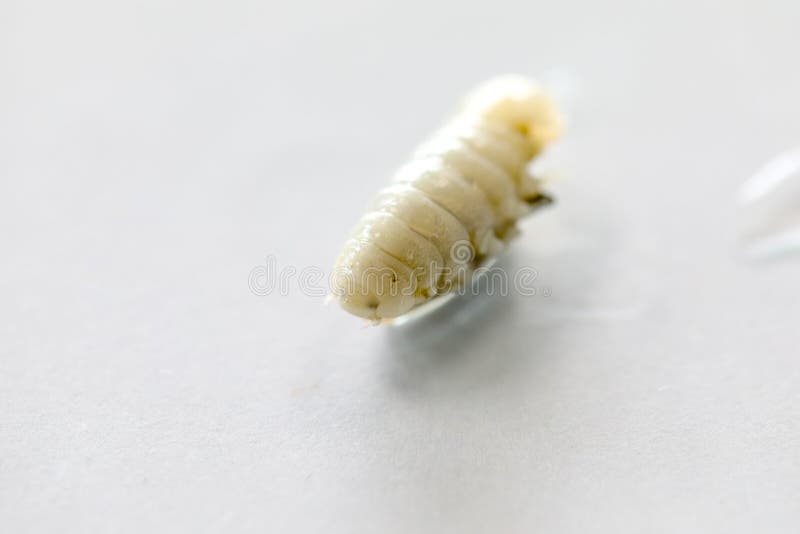 Isopoda klasowy skorupiak, Isopods żywy w morzu w świeżej wodzie, Isopods chitinous exoskeleton w Lab spajać kończyny i obraz stock Isopoda klasowy skorupiak, Isopods żywy w morzu w świeżej wodzie, Isopods chitinous exoskeleton w Lab spajać kończyny i obraz stock