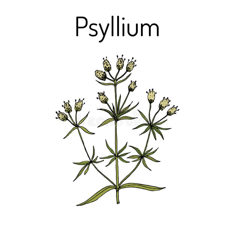 Ispaghula plantagopsyllium, medicinalväxt royaltyfri illustrationer Ispaghula plantagopsyllium, medicinalväxt royaltyfri illustrationer