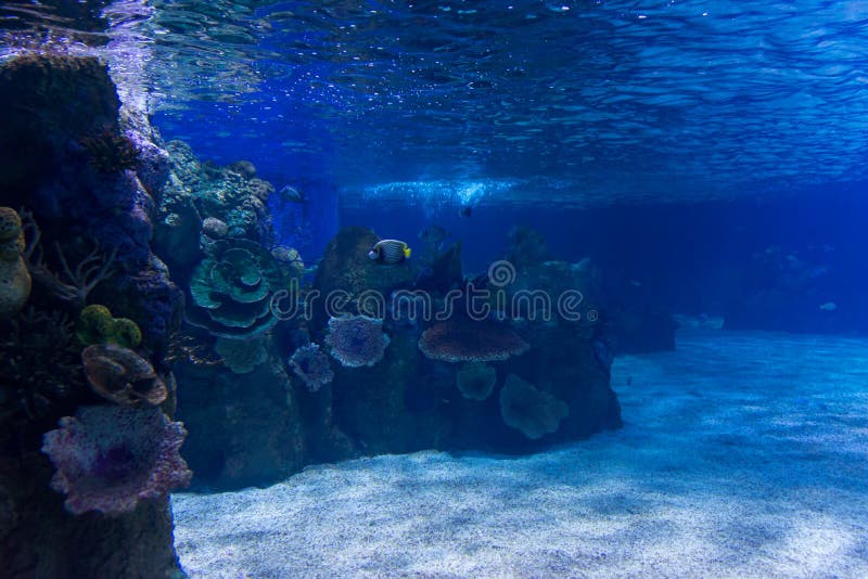Israel Aquarium in Jerusalem Stock Image Image of aharon, attraction