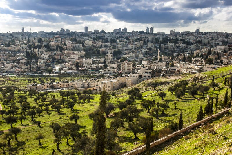 Israel monteringsolivgrön royaltyfria foton