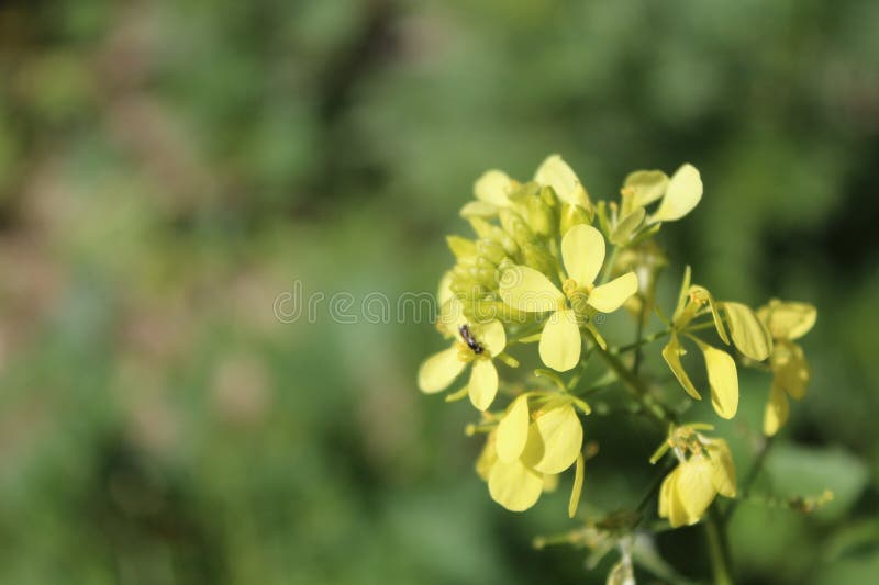 Israel White Mustard stock image. Image of blossom, grass 271148851