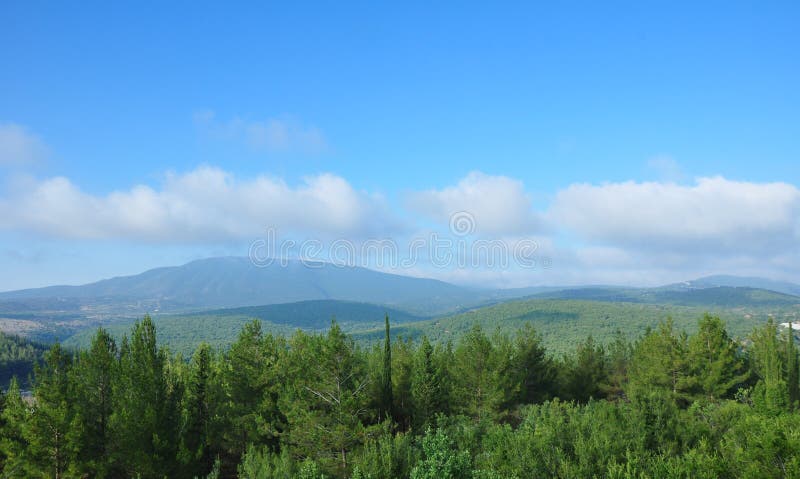 Israelisk skog arkivfoto Israelisk skog arkivfoto