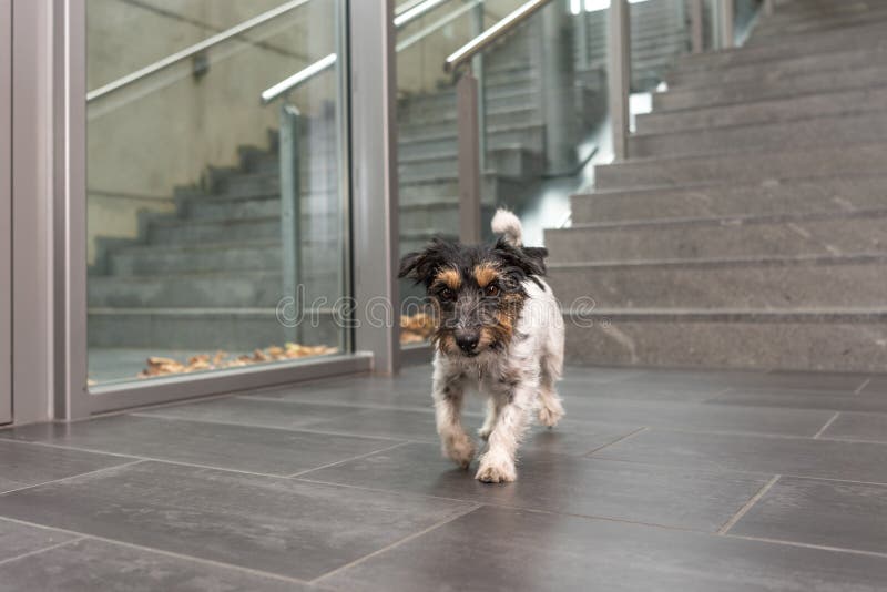 IST del cane di Jack Russell che corrono in un edificio pubblico fotografia stock IST del cane di Jack Russell che corrono in un edificio pubblico fotografia stock
