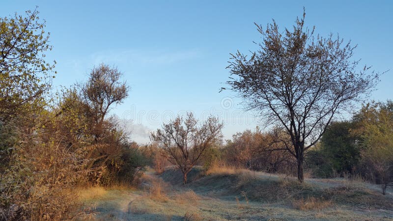 Ist ein grünes Feld voll der Weizenanlagen Wiese voll des gelben Löwenzahns stockfotografie Ist ein grünes Feld voll der Weizenanlagen Wiese voll des gelben Löwenzahns stockfotografie