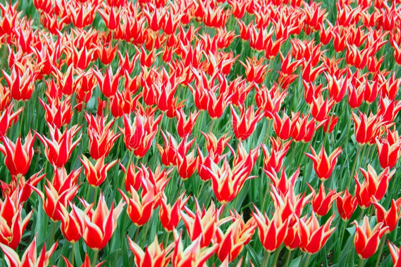 578 Ottoman Tulip Flower Photos Free & RoyaltyFree Stock Photos from