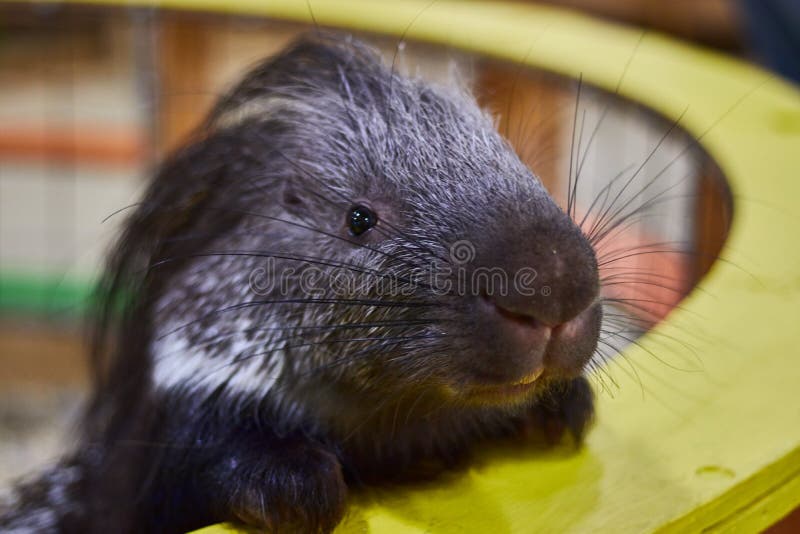 Istrice arrabbiato in un primo piano dello zoo del contatto Protezione degli animali derisione animale immagini stock Istrice arrabbiato in un primo piano dello zoo del contatto Protezione degli animali derisione animale immagini stock