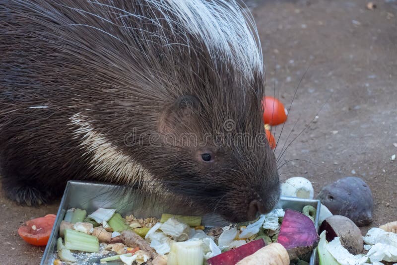 Istrice che mangia l'esterno della barbabietola nel recinto chiuso fotografie stock Istrice che mangia l'esterno della barbabietola nel recinto chiuso fotografie stock