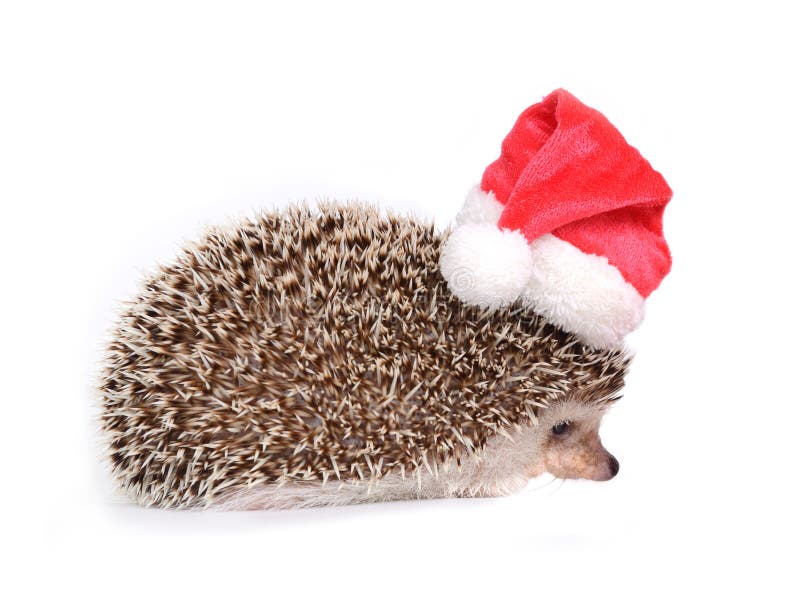 Istrice che porta il cappello rosso di Santa nella celebrazione di natale fotografia stock Istrice che porta il cappello rosso di Santa nella celebrazione di natale fotografia stock