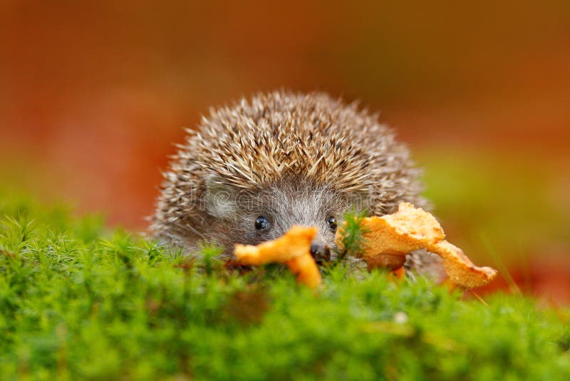 Istrice europeo sveglio, europaeus del Erinaceus, mangiante fungo arancio nel muschio verde Immagine divertente dalla natura Wi d fotografie stock libere da diritti Istrice europeo sveglio, europaeus del Erinaceus, mangiante fungo arancio nel muschio verde Immagine divertente dalla natura Wi d fotografie stock libere da diritti