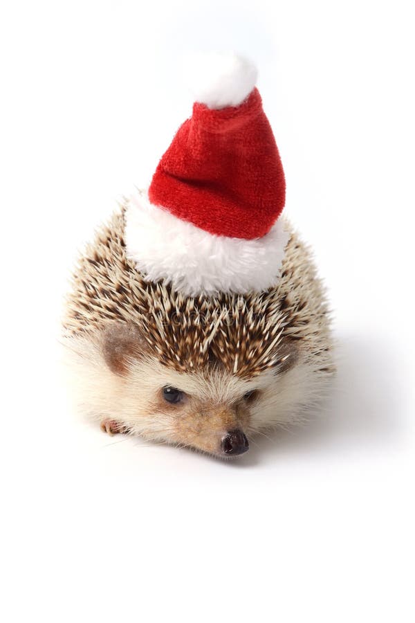 Istrice pronto per la celebrazione di Natale. fotografia stock Istrice pronto per la celebrazione di Natale. fotografia stock