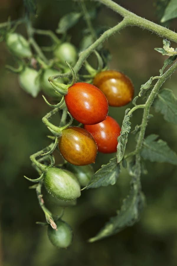 ITALIA, pequeños tomates italianos imagenes de archivo ITALIA, pequeños tomates italianos imagenes de archivo