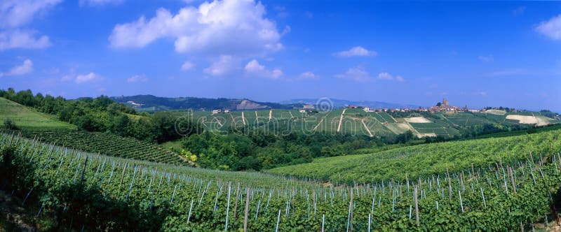 Italia - Viñedos foto de archivo